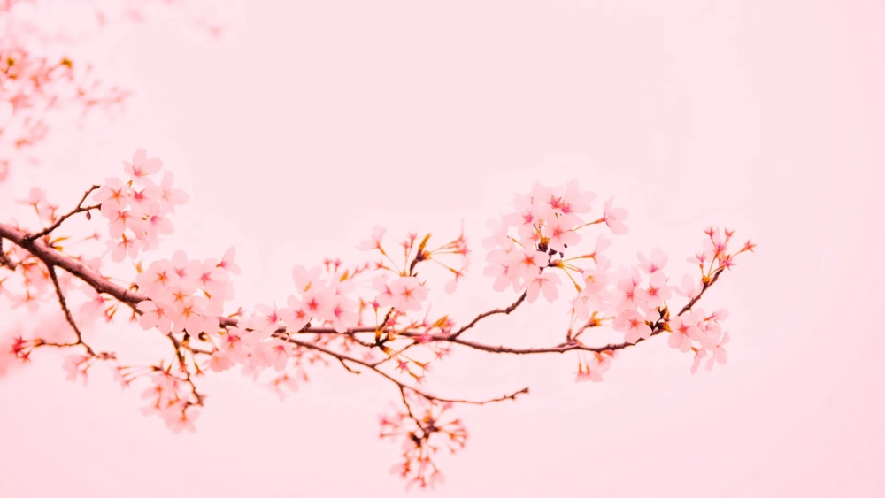 Đắm chìm trong vẻ đẹp hình nền hoa anh đào cho máy tính sắc nét