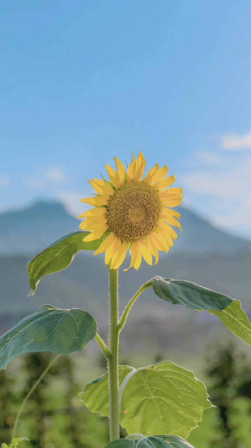 Bộ sưu tập hình hoa hướng dương đẹp miễn phí, chất lượng Full HD