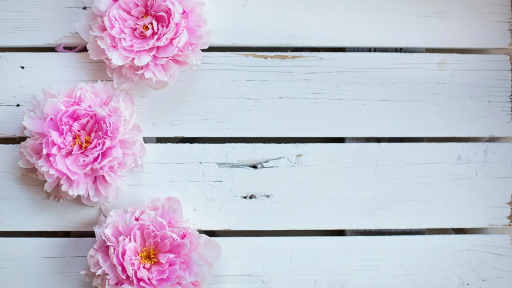 Nâng tầm phong cách với hoa mẫu đơn wallpaper đẳng cấp