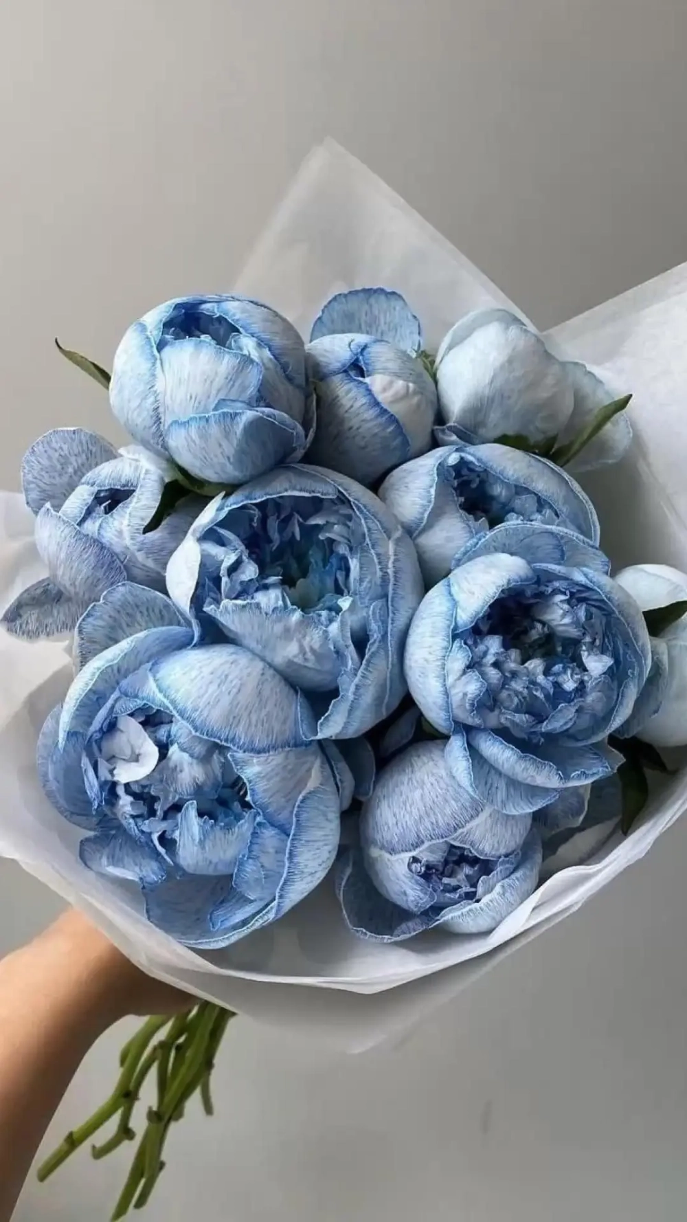 Chiêm ngưỡng sắc xanh hiếm có với hoa mẫu đơn xanh hình nền cực chất