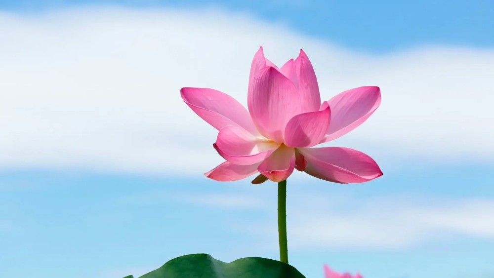 Đổi mới không gian với hình nền sen thanh tịnh