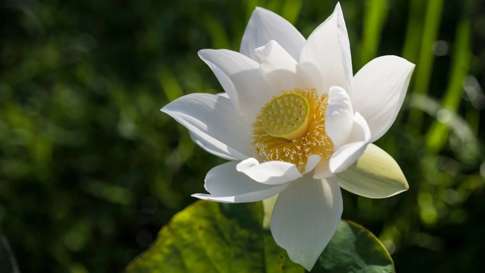 Làm mới màn hình với nền hoa sen thư giãn
