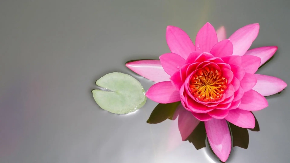 Khám phá hình nền hoa sen đẹp đầy ý nghĩa