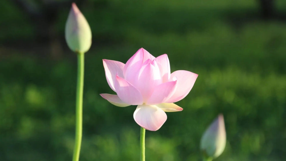 Đừng bỏ lỡ ảnh nền hoa sen tuyệt đẹp
