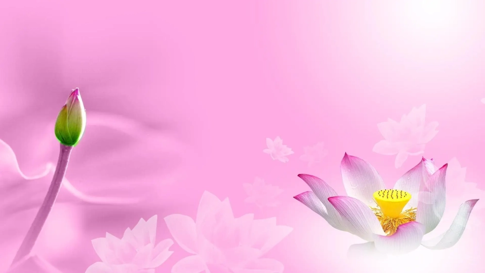 Bộ sưu tập bộ sưu tập hình nền hoa sen đặc sắc