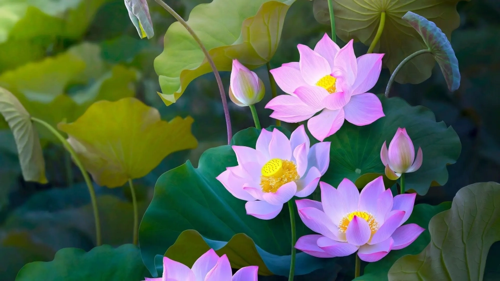 Đổi mới màn hình với hình nền hoa sen máy tính tinh tế