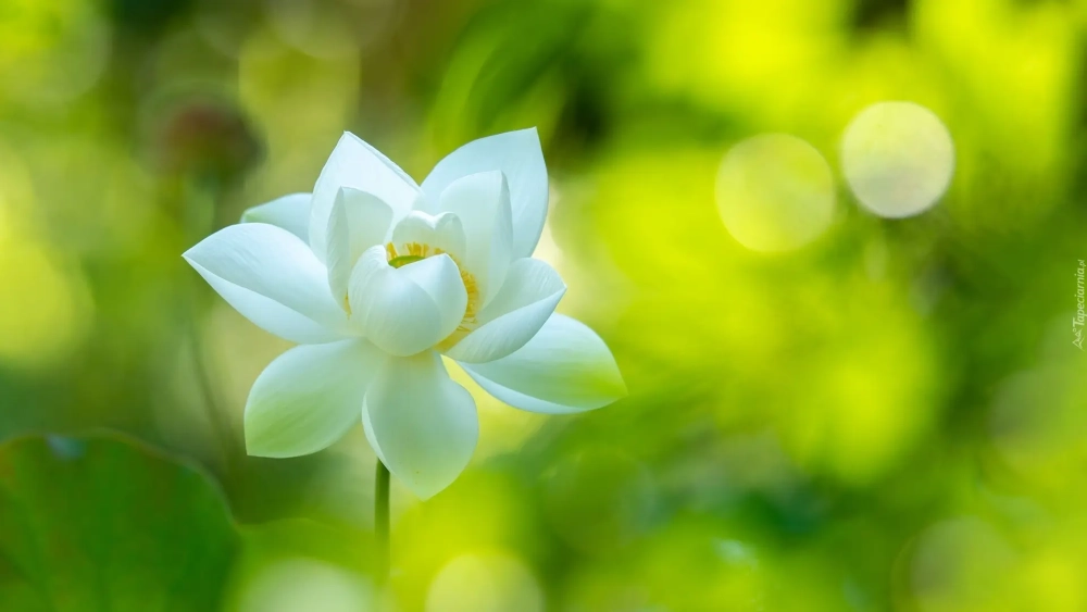 Thưởng thức vẻ đẹp thiên nhiên với hình nền hoa sen