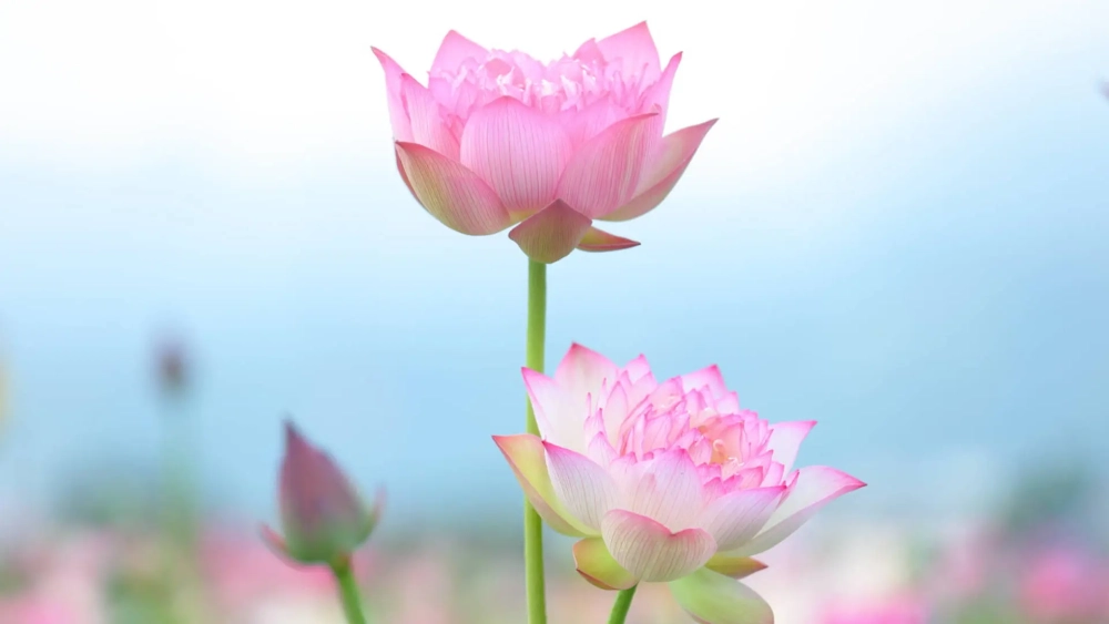 Ngắm nhìn hoa sen đẹp mỗi ngày ngay trên màn hình