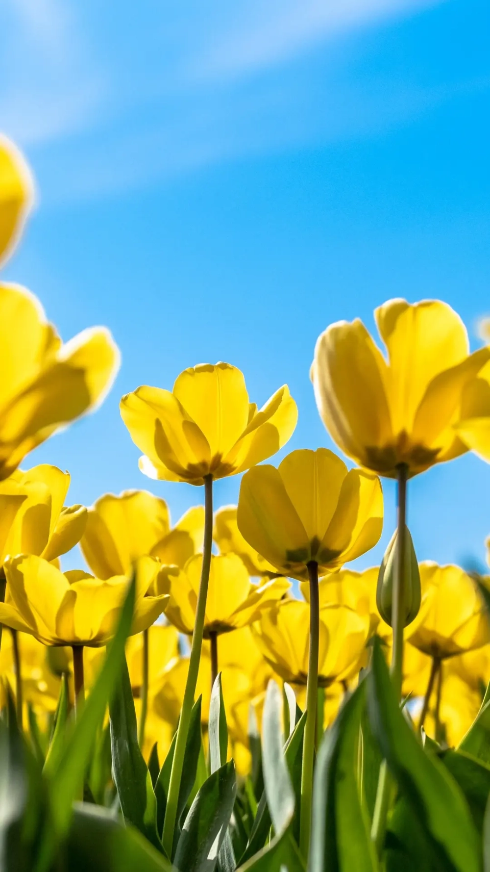 Sắc hoa nhẹ nhàng với ảnh hoa tulip chill tạo cảm hứng mỗi ngày