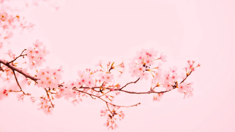Đổi mới giao diện với màn hình nền màu hồng pastel nhẹ nhàng