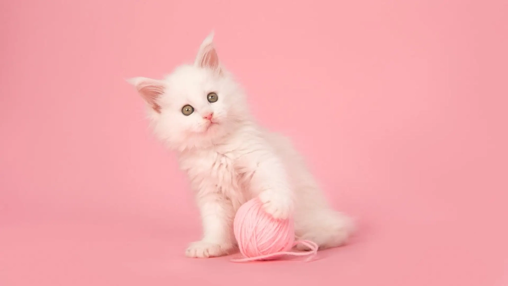 Màn hình thêm lung linh với hình nền mèo cute cho máy tính