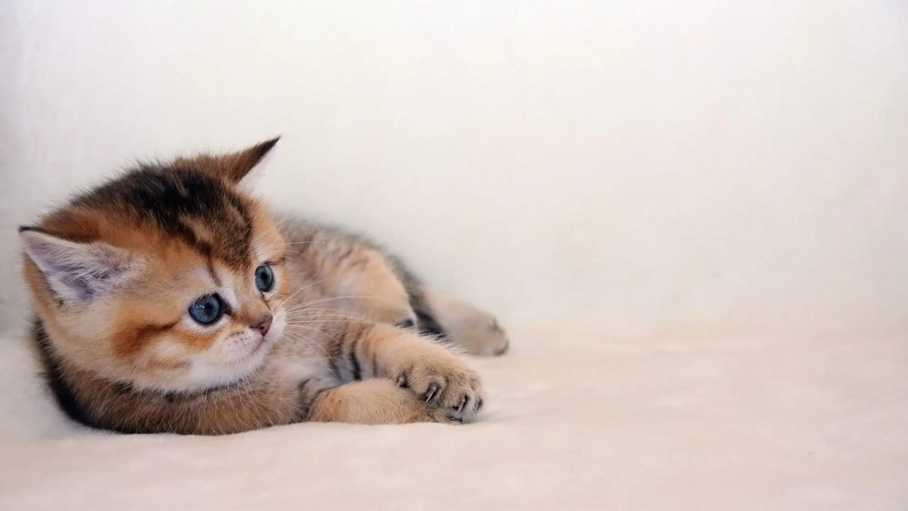 BST hình nền mèo cute hot trend cho mọi tín đồ yêu mèo
