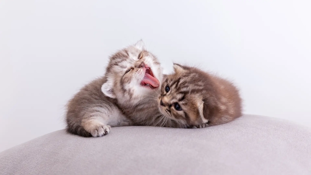 Tải miễn phí hình nền máy tính mèo cute sắc nét, sinh động