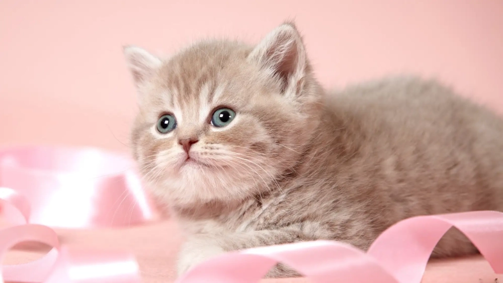 Hình nền máy tính cute mèo độc đáo, đáng yêu cho fan cuồng mèo