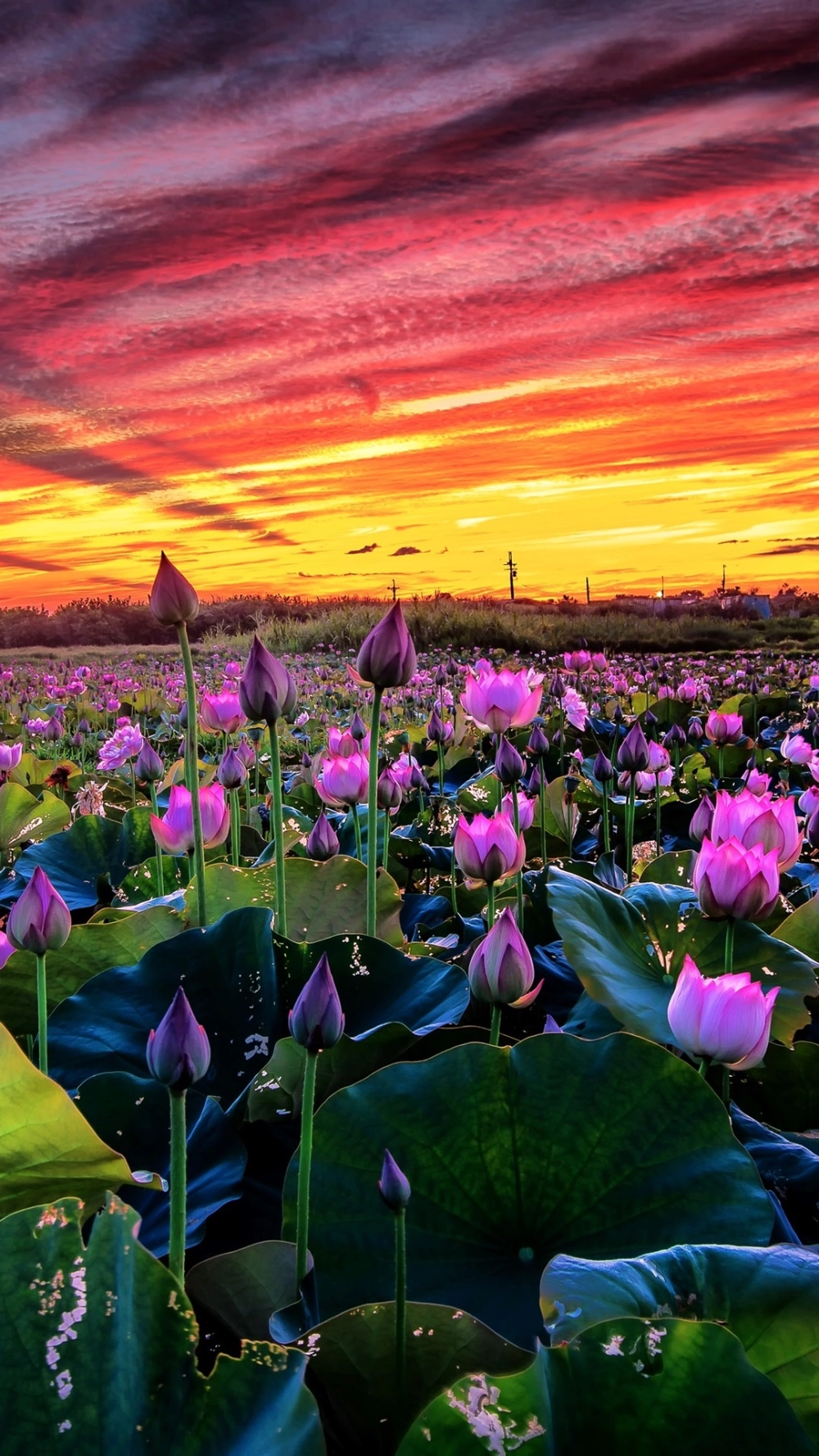 Đắm chìm trong vẻ đẹp thiên nhiên với hình nền thiên nhiên full hd cho điện thoại