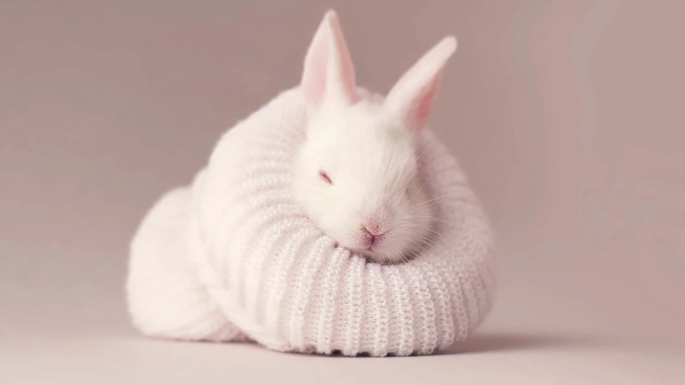 Thưởng thức vẻ đáng yêu của hình nền thỏ cute cực chất