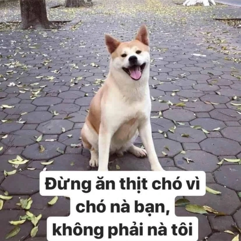 Tuyên ngôn đầy hài hước chó là bạn không phải tôi meme