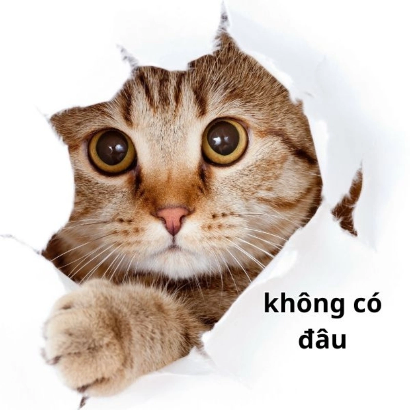 Dập tắt hy vọng với không có đâu meme đầy hài hước
