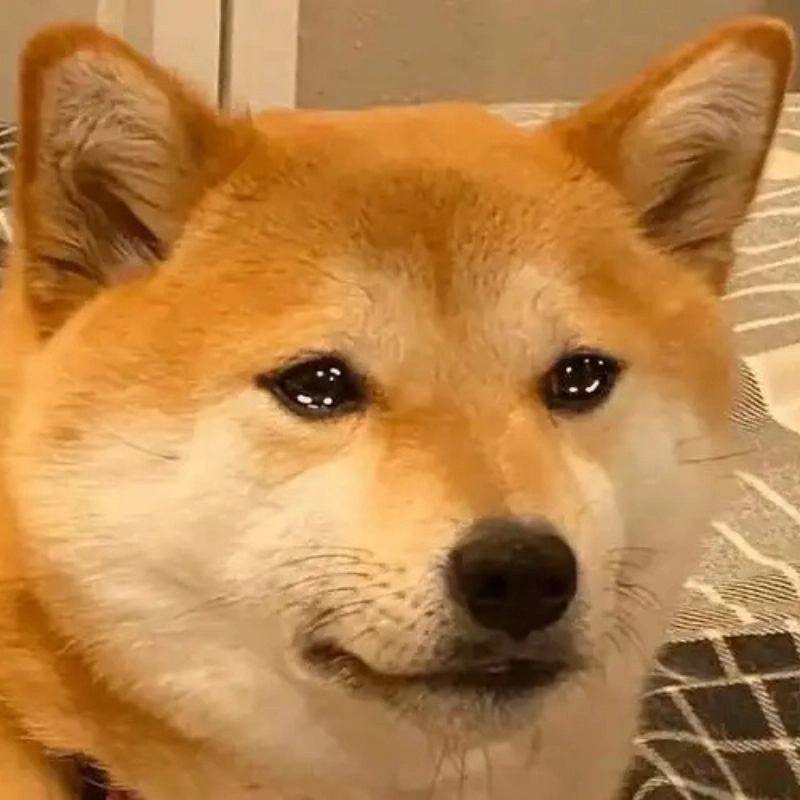 Ảnh chó meme Với biểu cảm hài hước không thể bỏ qua