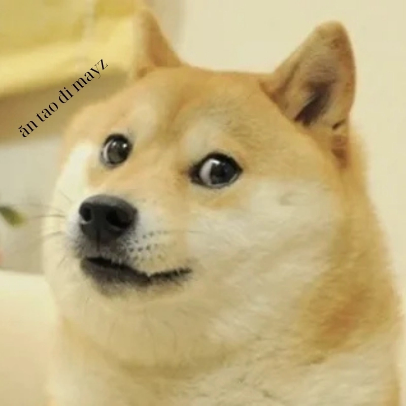 Chọc chó meme Phiên bản siêu lầy lội ai cũng thích