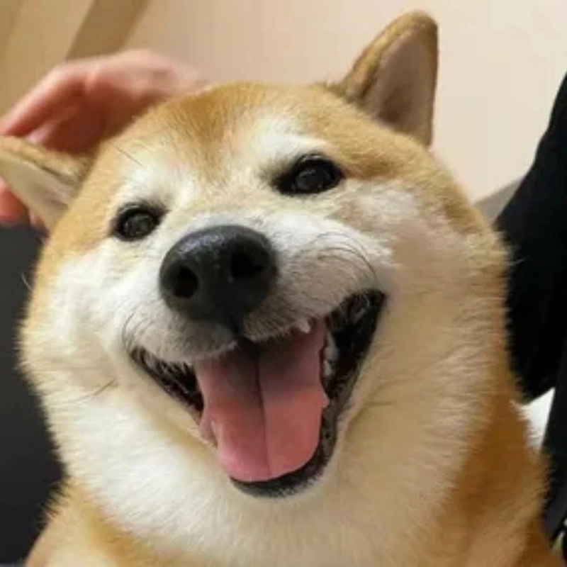 Con chó vàng meme Hot trend mà ai cũng từng thấy