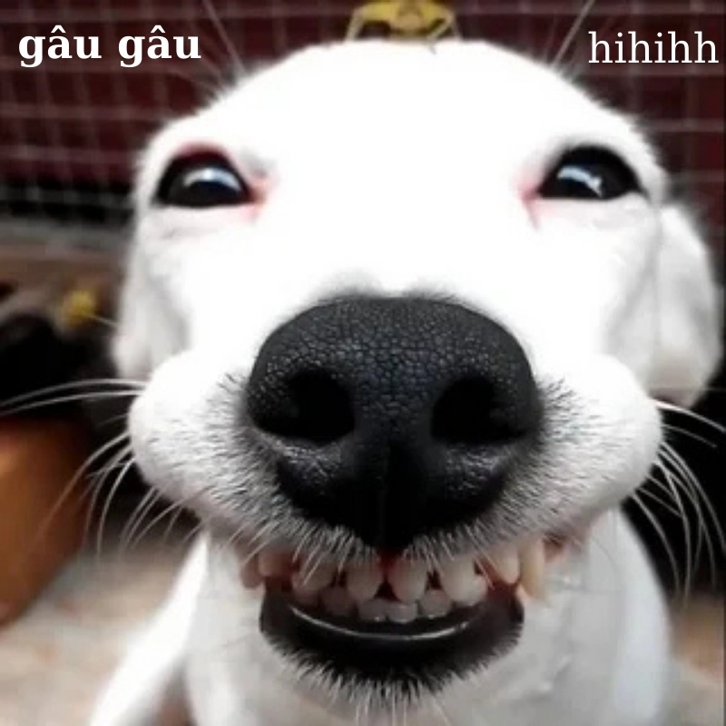 Tiếng sủa huyền thoại trong Meme tiếng chó Cực viral
