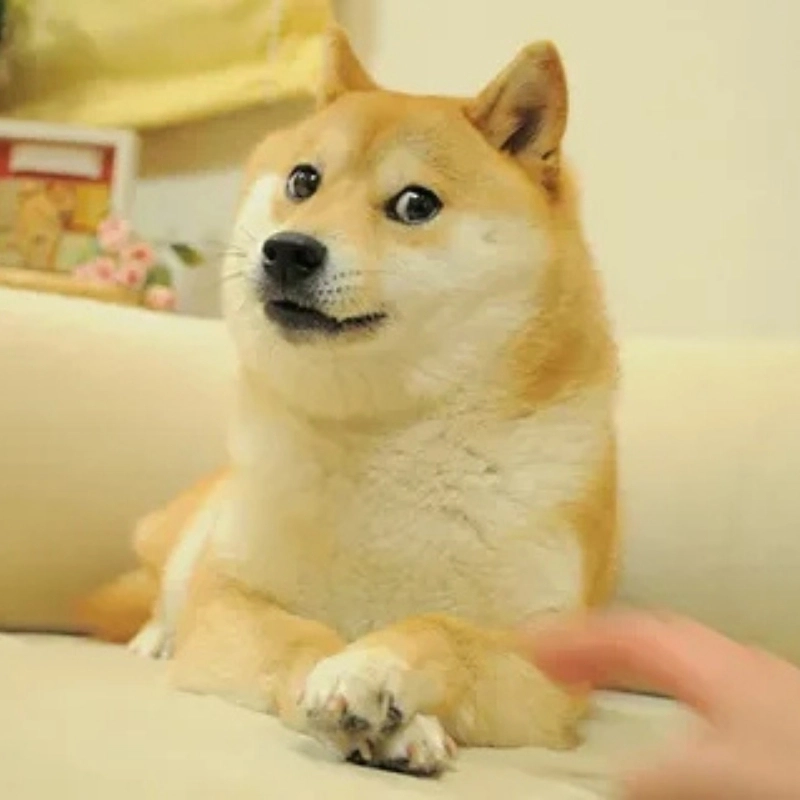 Xem ngay loạt Ảnh meme chó Hot trend nhất hiện nay