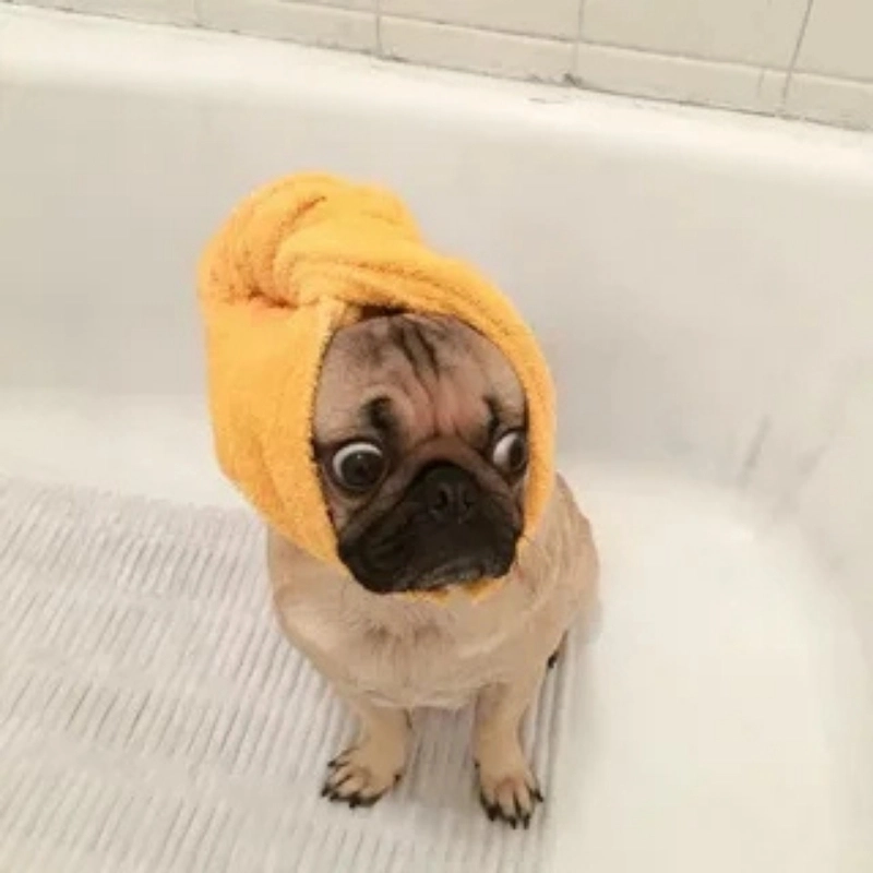 Tổng hợp những khoảnh khắc hài hước từ Chó meme