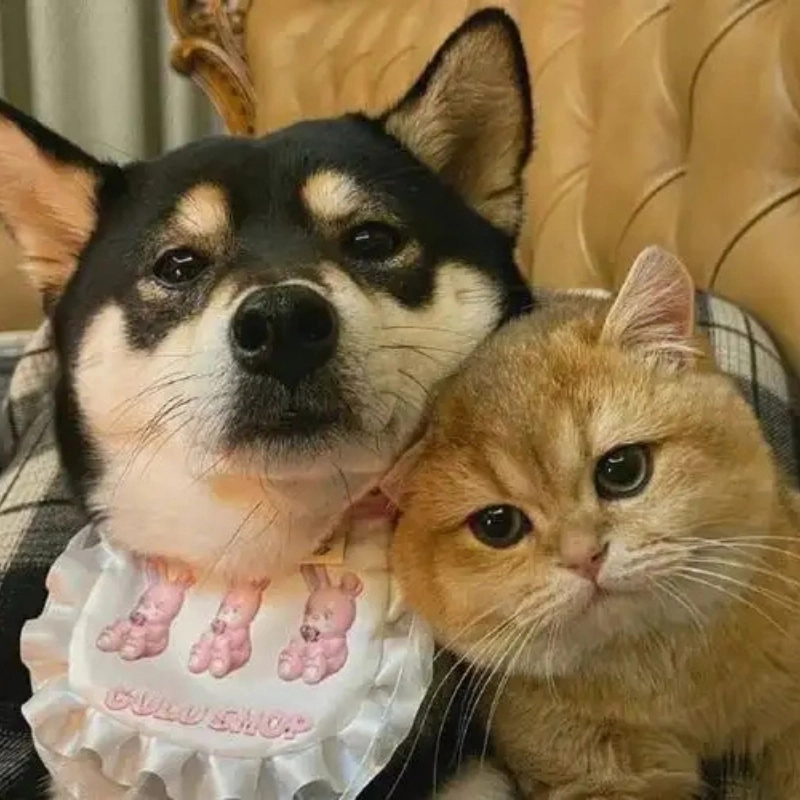 Meme chó mèo Khiến bạn cười lăn với sự đáng yêu vô đối