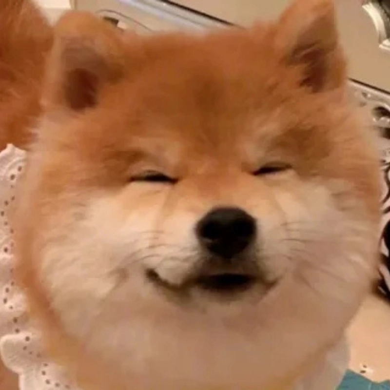 Biểu cảm siêu hài của Meme chó shiba Đốn tim cư dân mạng