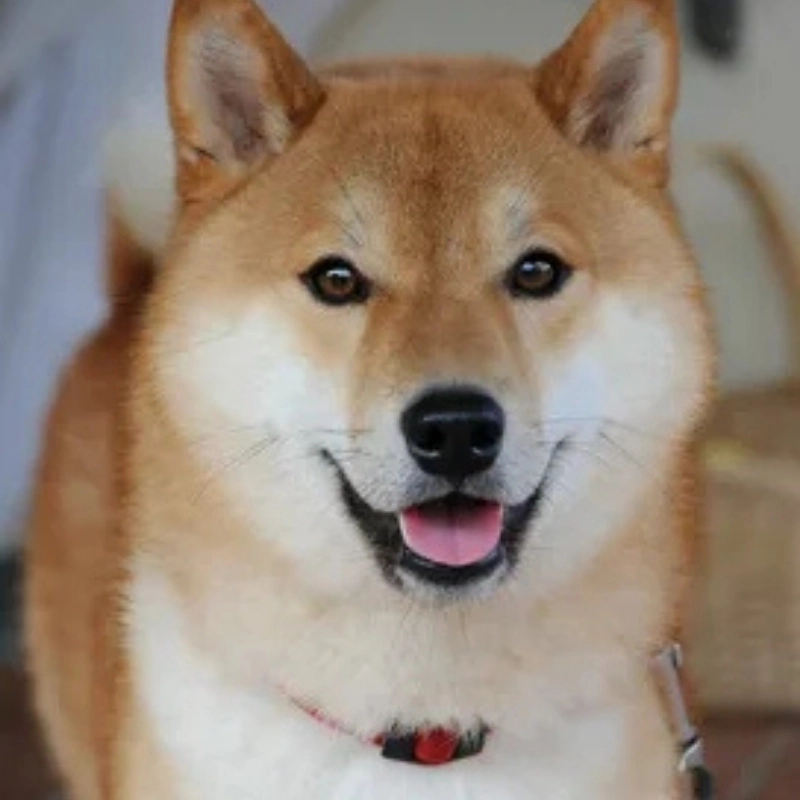 Chó shiba meme Đỉnh cao của sự lầy lội và đáng yêu