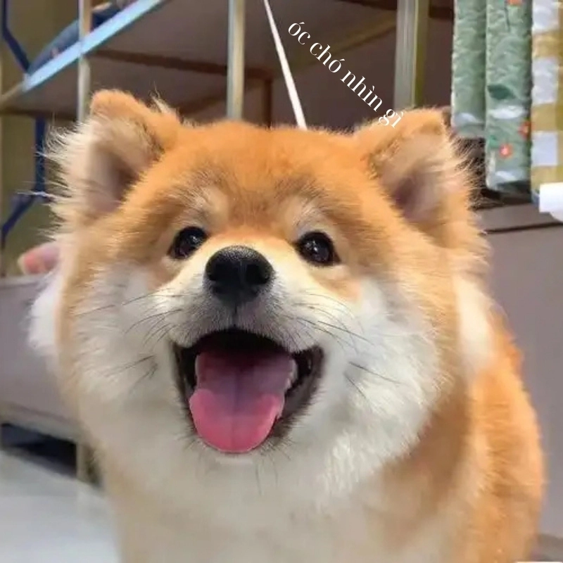 Cạn lời với loạt Óc chó meme Chuẩn tâm trạng mọi thời đại