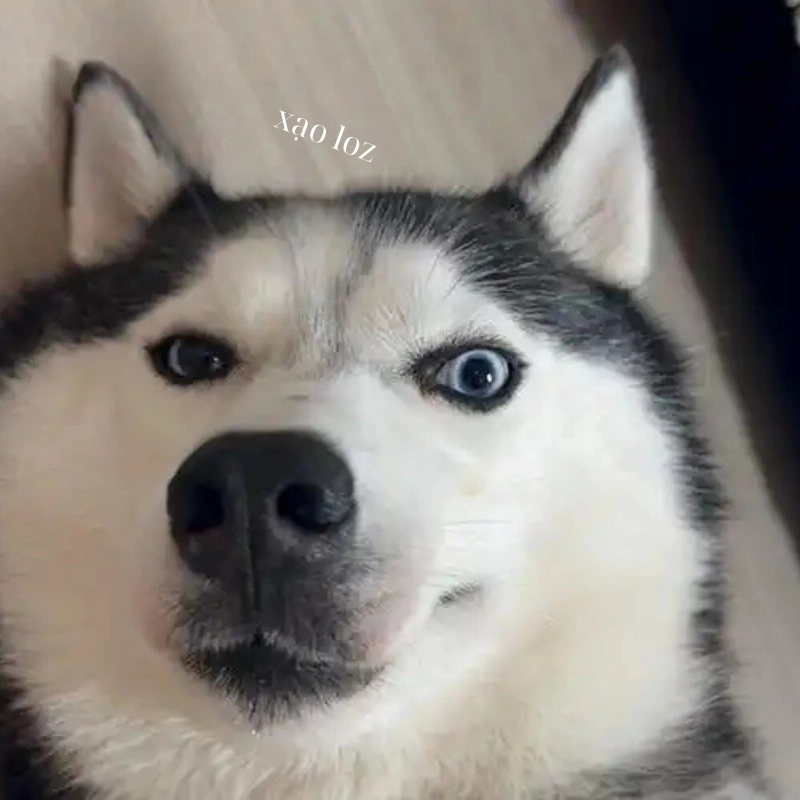 Xạo chó meme Phiên bản cực lầy, xem là cười ngay