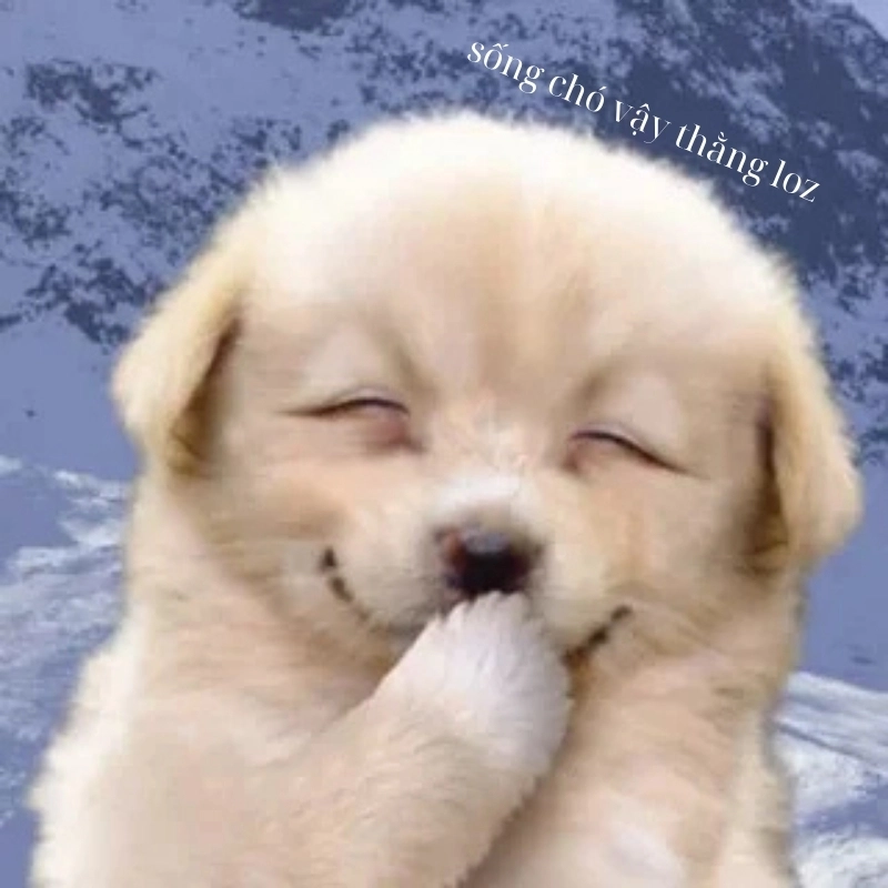 Khi cuộc sống quá khắc nghiệt, xem ngay Meme sống chó
