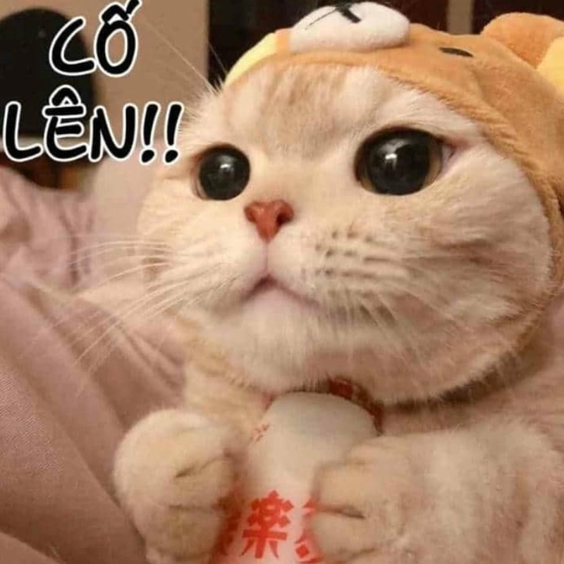 Không gì là không thể, cố gắng lên nào
