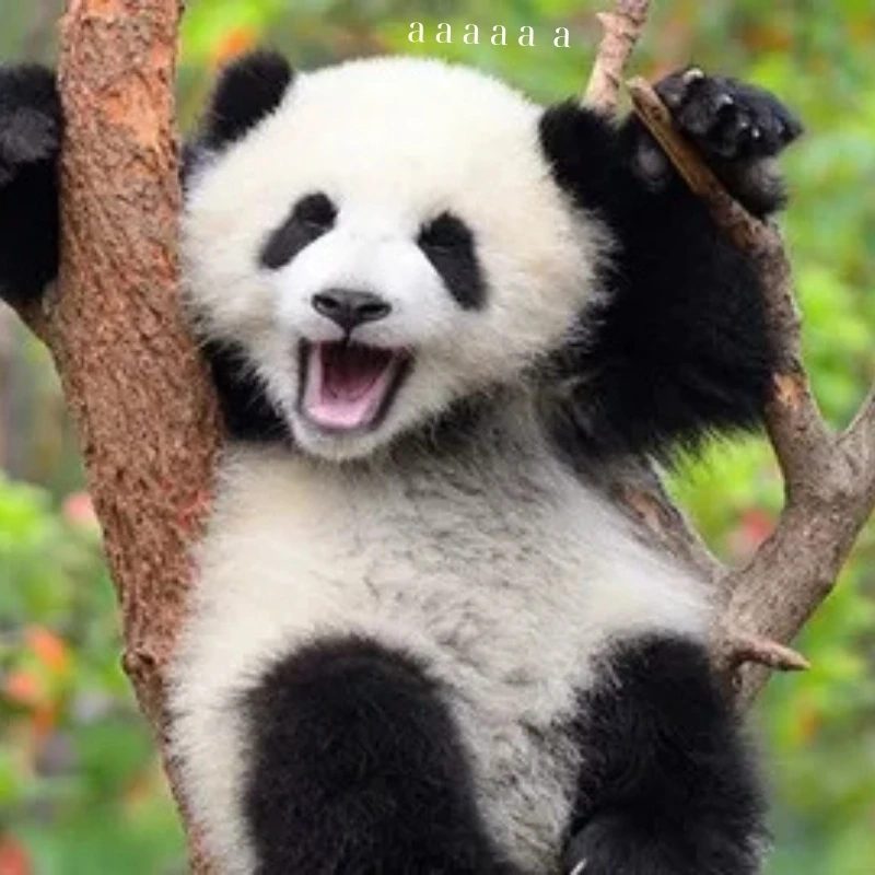 Cười sảng khoái với loạt ảnh meme gấu hài hước cực chất