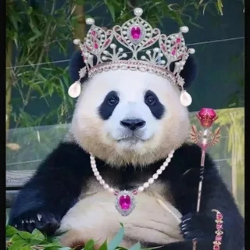 Xem ngay ảnh meme gấu trúc meme hài để cười sảng khoái