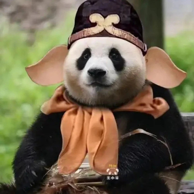 Ai cần thuốc bổ khi đã có tấu hài meme gấu trúc bựa weibo