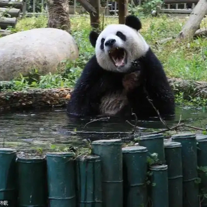 Một cú chắp tay, meme gấu trúc đa tạ lên sóng