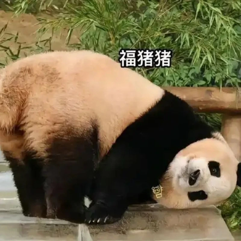 Lướt tới đâu cũng thấy meme gấu trúc phủ sóng