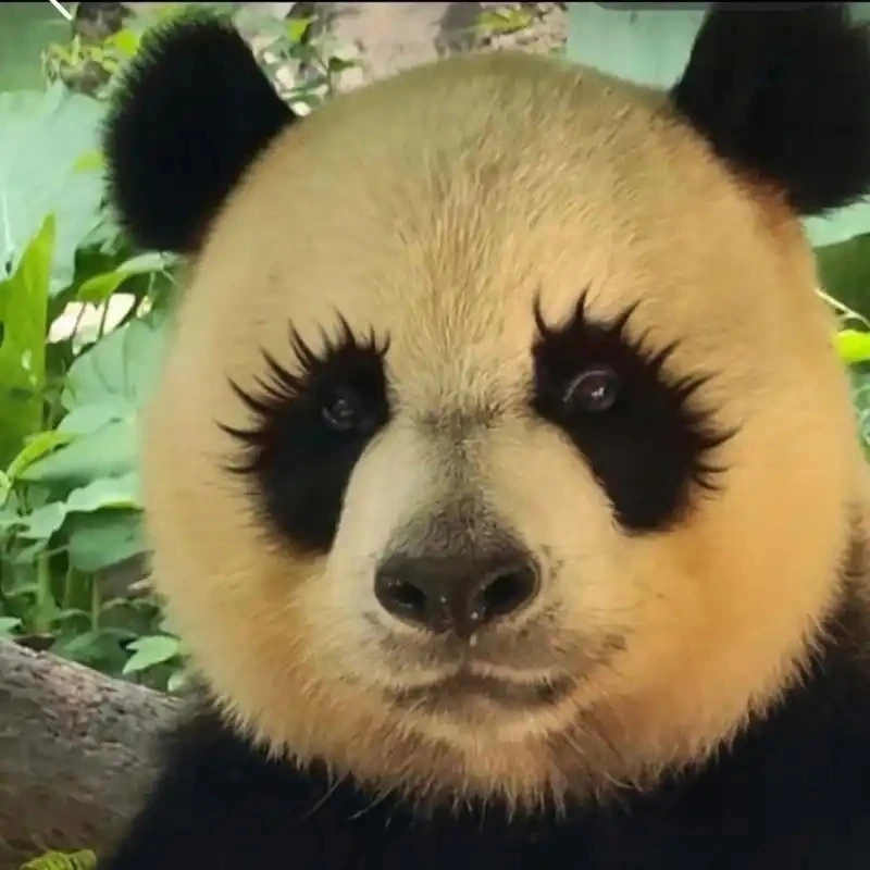 Bộ sưu tập ảnh chế meme gấu trúc bựa weibo hot nhất