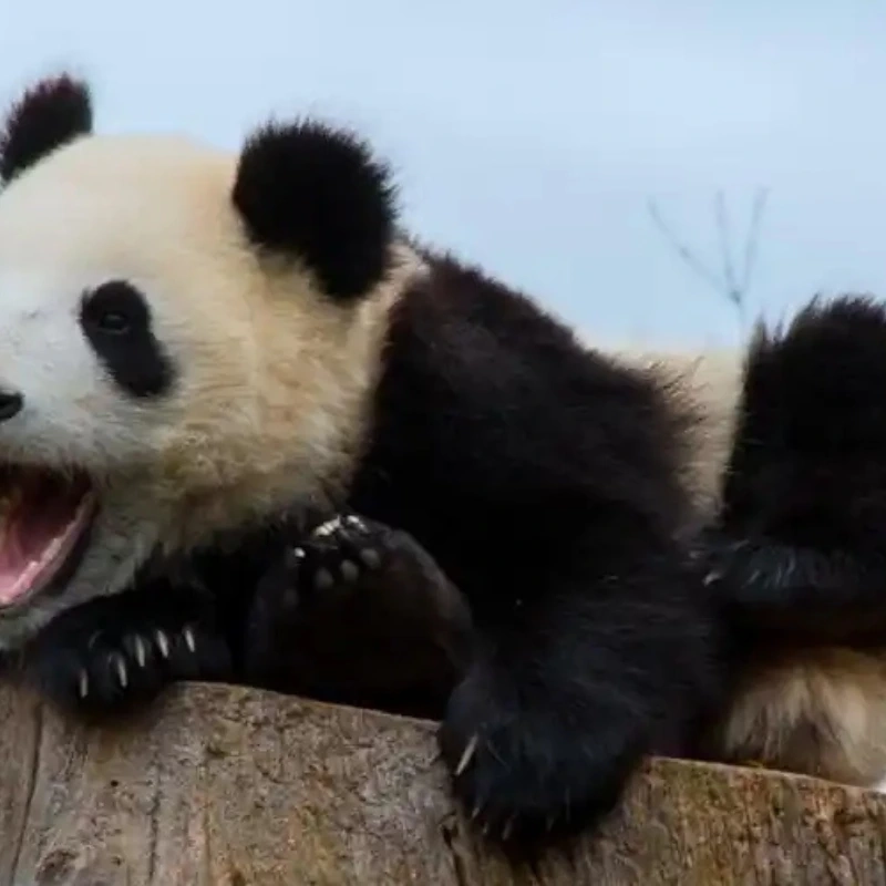 Hệ quả của thức đêm chính là meme gấu trúc mắt thâm