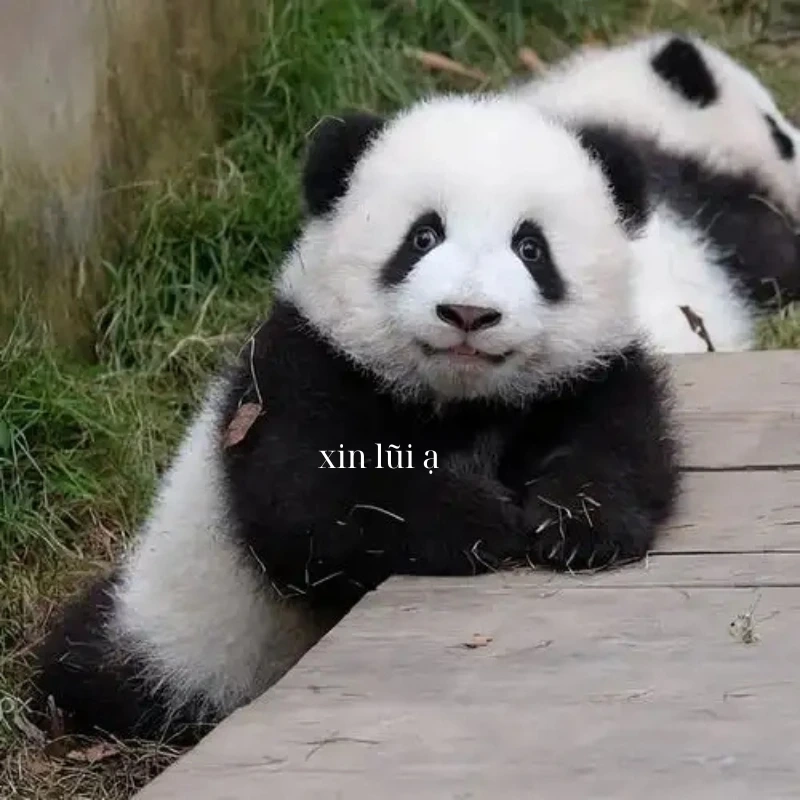 Lời xin lỗi chân thành từ meme gấu trúc xin lỗi