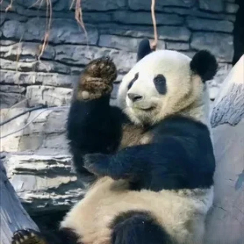 Chuẩn luôn meme gấu trúc ok nói vậy đó