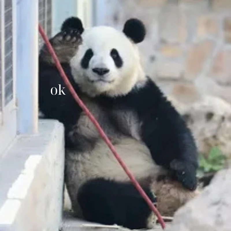 Shock toàn tập với meme gấu trúc bất ngờ
