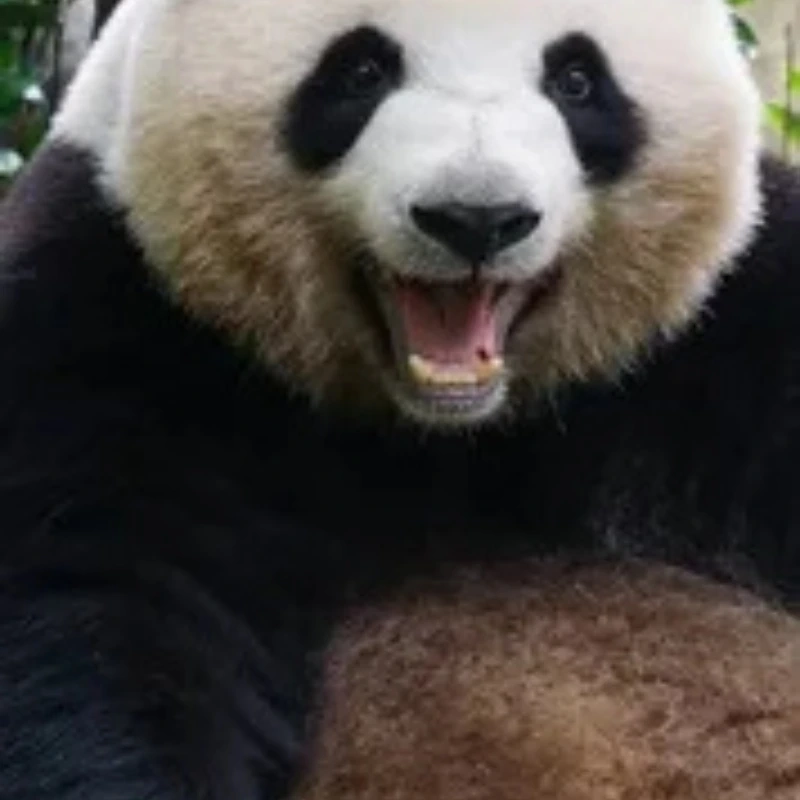 Yêu thương lan tỏa qua meme gấu trúc yêu