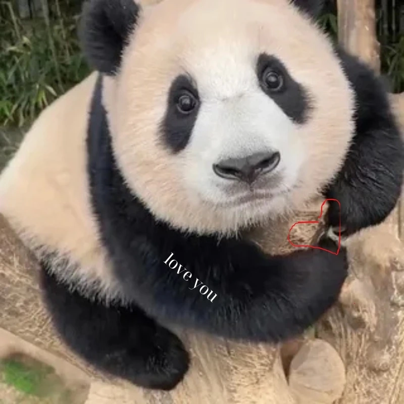 Ôi trời ơi! meme gấu trúc ngạc nhiên lên sóng