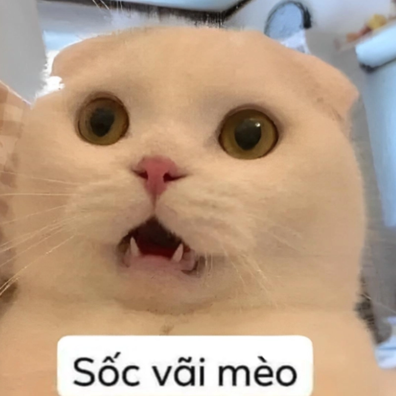 Hết cách meme, không còn đường nào xoay sở nữa rồi