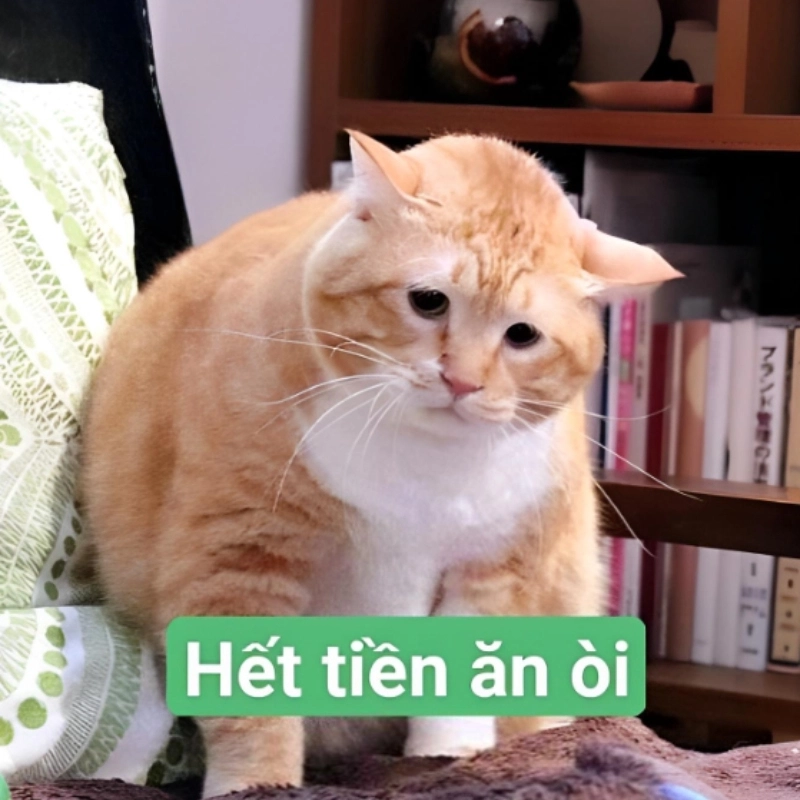 Dễ thương nhưng đầy xót xa với meme mèo hết tiền
