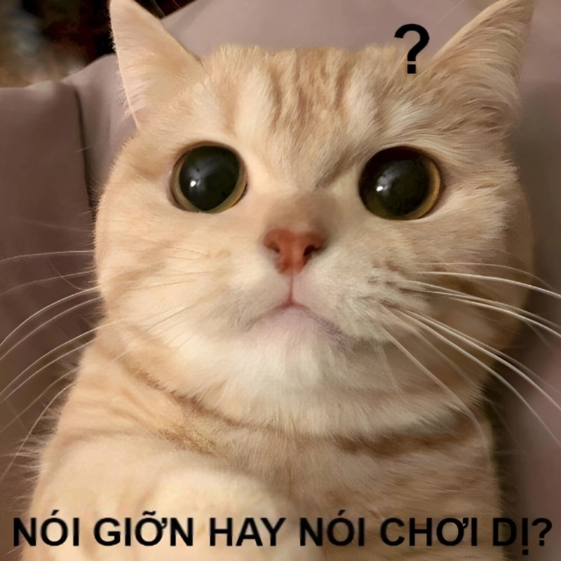 Khi mèo cũng không hiểu chuyện gì đang xảy ra, chuẩn meme con mèo khó hiểu